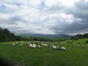 Sheep grazing on the Pyranees foothills of Roncesvalles in Spain.